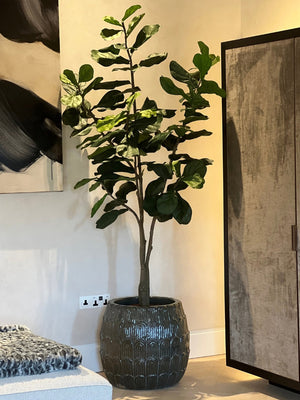 Effortless Greenery for Considered, Minimalist Homes
