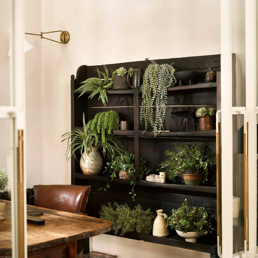 The Best Modern Plants For Your Home