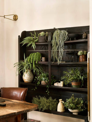 The Best Modern Plants For Your Home