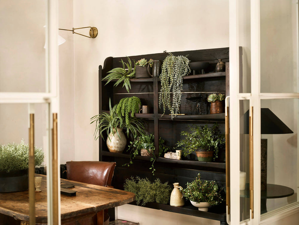 The Best Modern Plants For Your Home