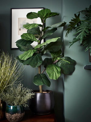 The fiddle leaf fig – the supermodel of the plant world