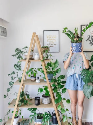 The humble pot plant gets its moment of glory