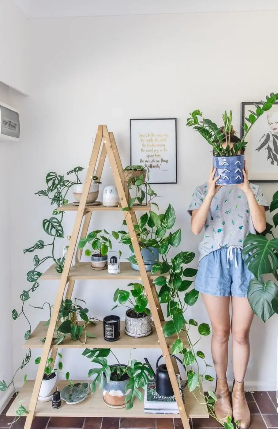 The humble pot plant gets its moment of glory