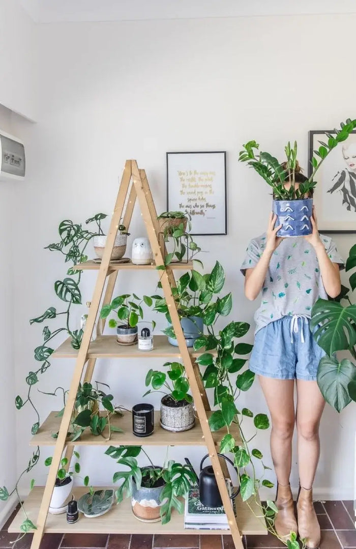 The humble pot plant gets its moment of glory