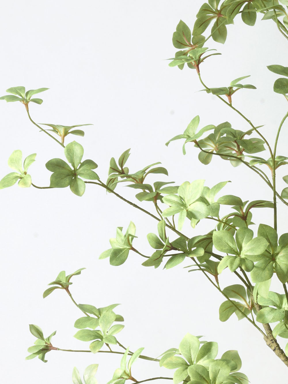 Faux Bucida Tree, Green - 185 cm