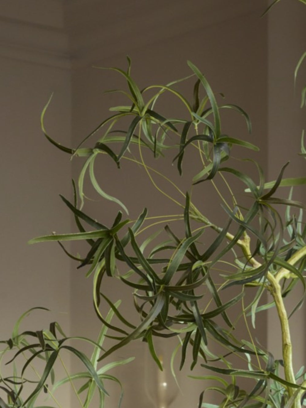 Close-up of faux bottle tree foliage, showing slender, arching green leaves arranged along delicate branching stems, creating a light and airy canopy.