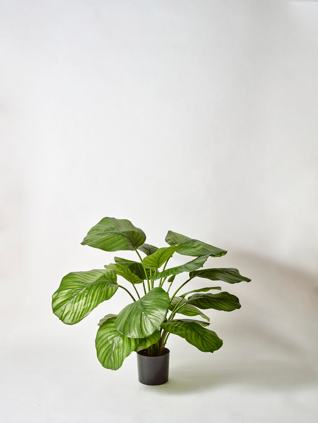 Faux Calathea Plant, Green - 70 cm