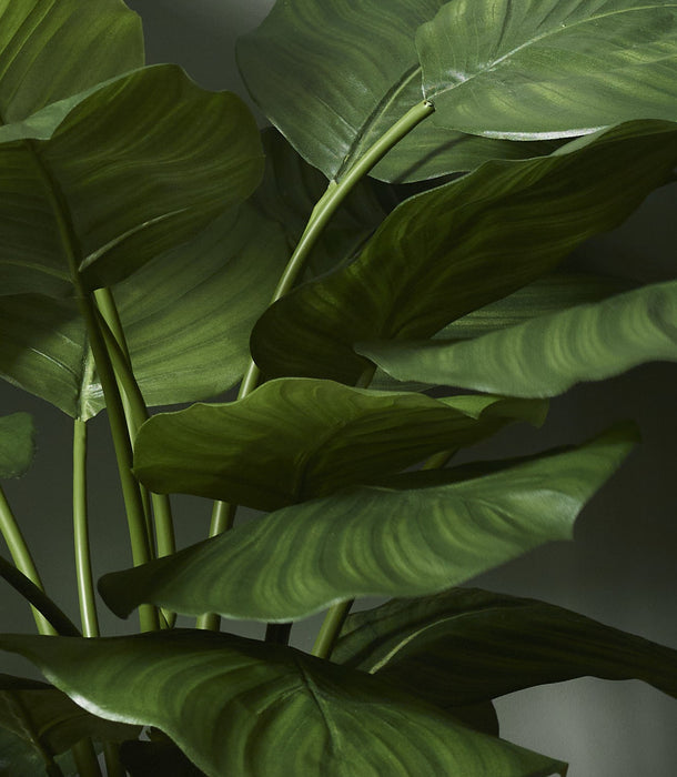 Faux Calathea Plant, Green - 70 cm