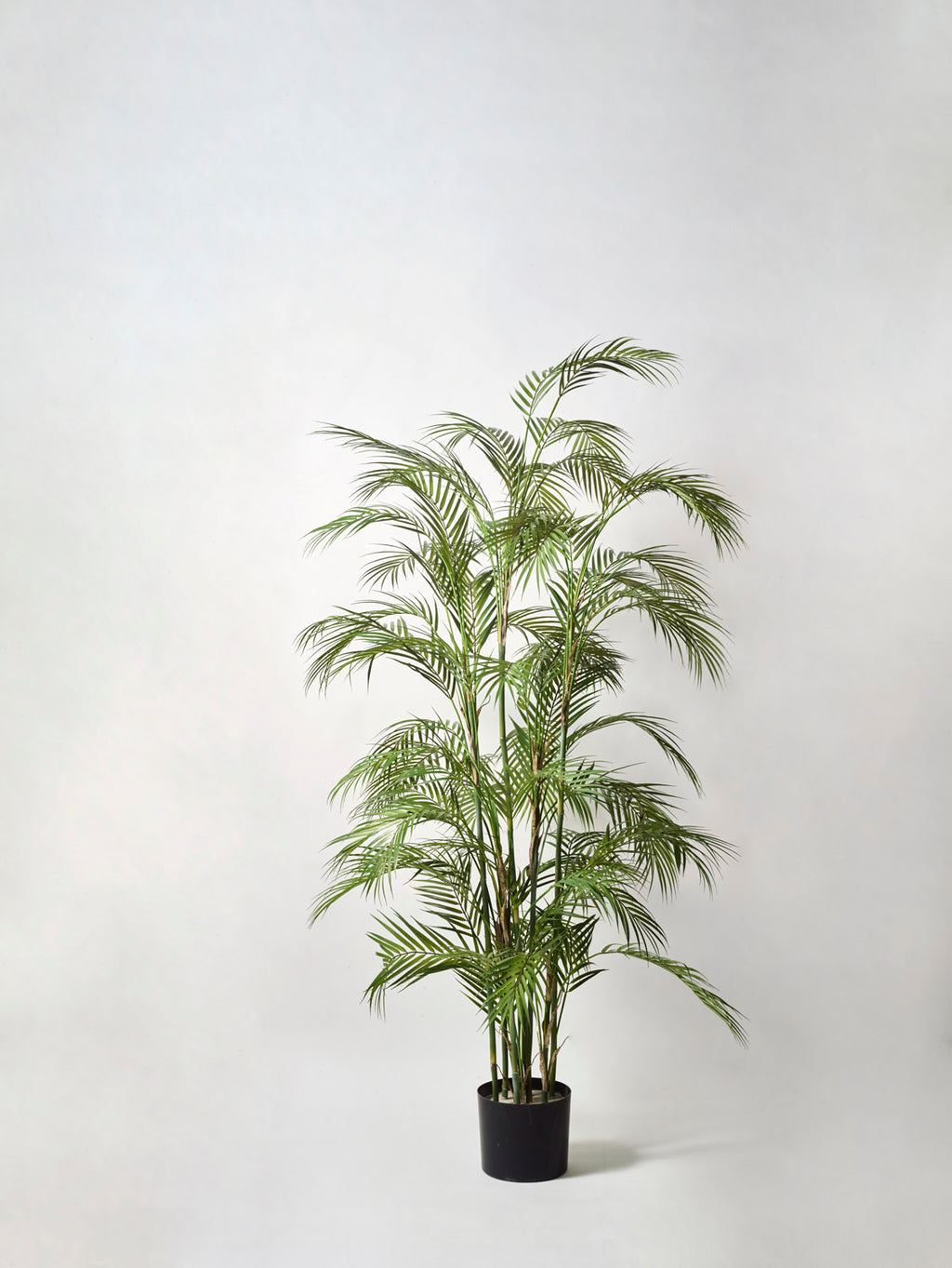 Faux Chamaedorea Palm, Green - 165 cm