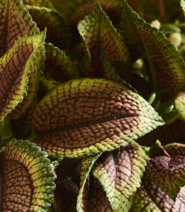 Faux Coleus Potted, Brown - 20 cm