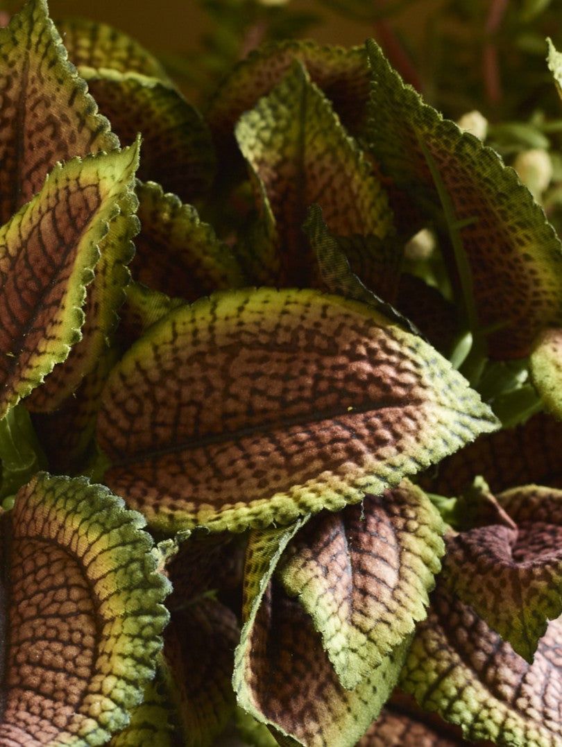 Faux Coleus Potted, Brown - 20 cm