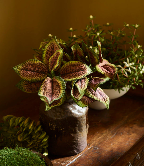 Faux Coleus Potted, Brown - 20 cm