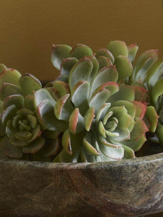 Faux Coral Echeveria Potted, Coral & Green - 14 cm