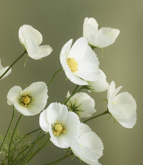 Faux Cosmos, White - 61 cm