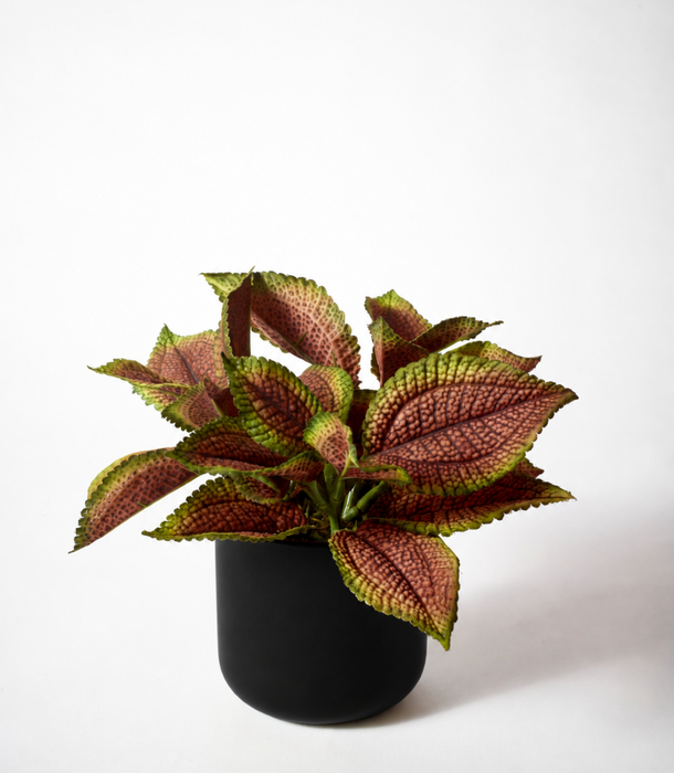 A potted artificial Coleus plant with mottled burgundy,rust and green leaves, presented in a matte black cylindrical pot against a clean white background.