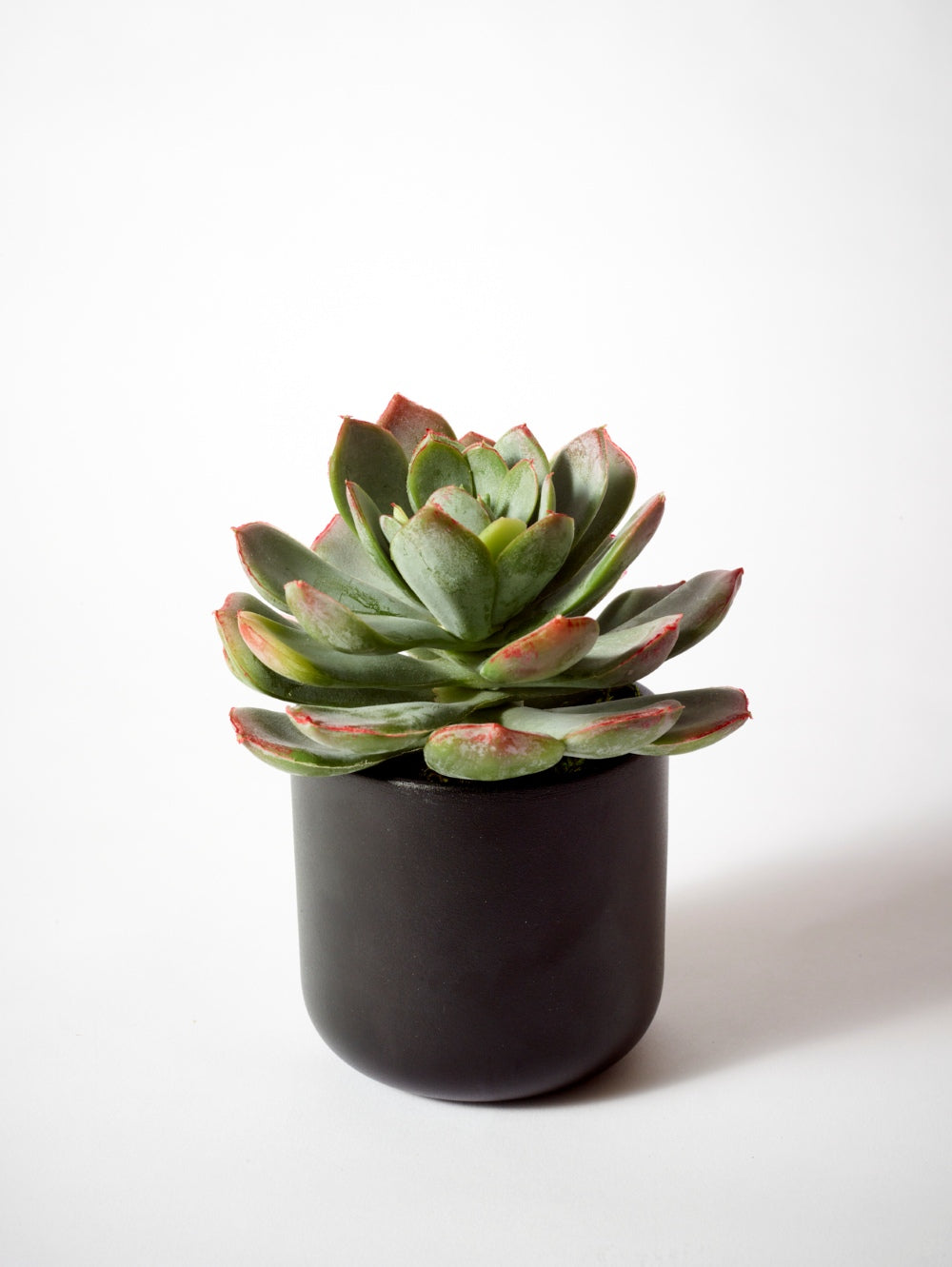 A fake green succulent plant with coral tips, potted in a matte black cylindrical pot against a clean white background.