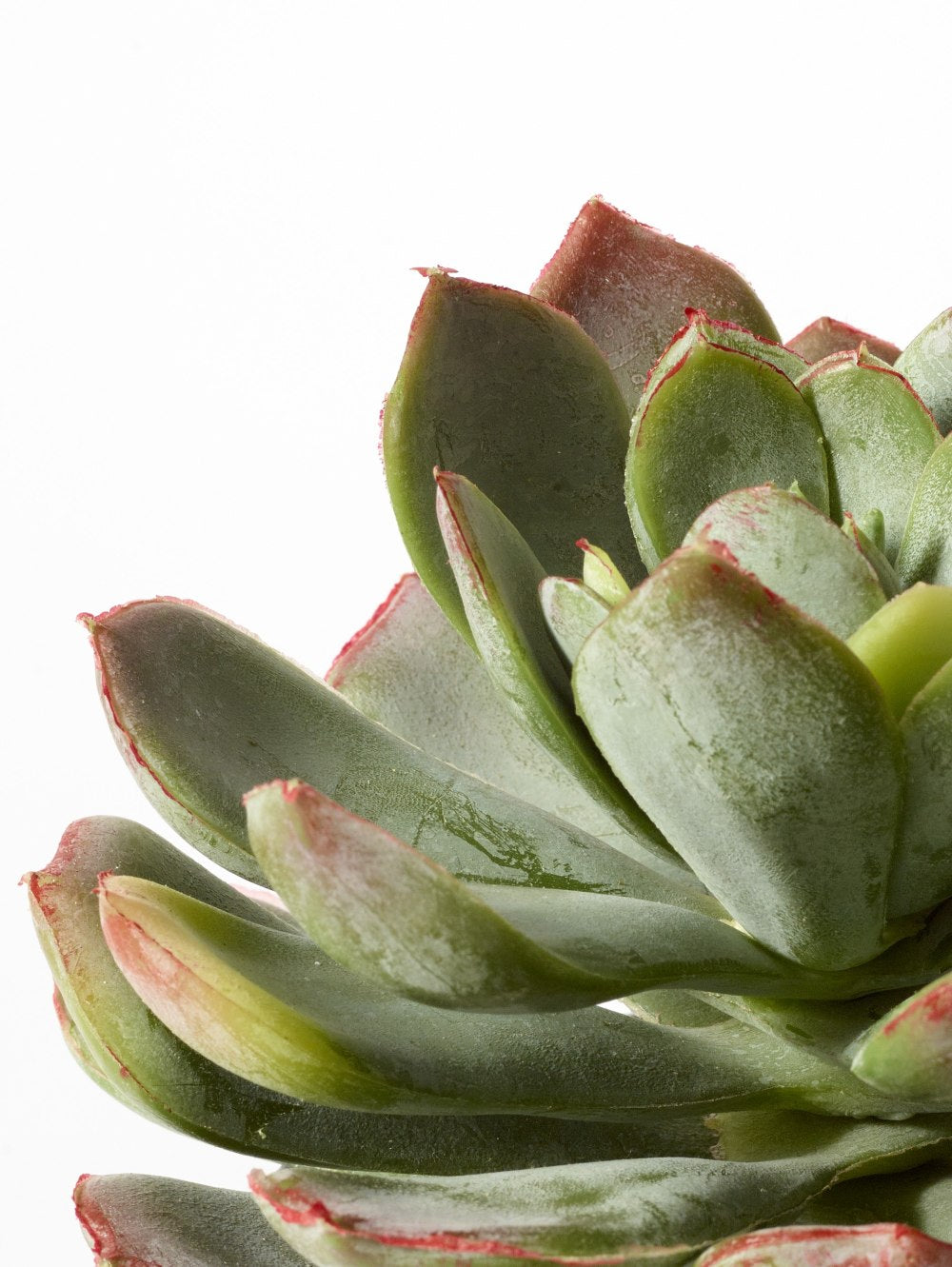A close-up of a fake succulent plant with fleshy green leaves tipped in pinkish-coral, photographed against a clean white background.
