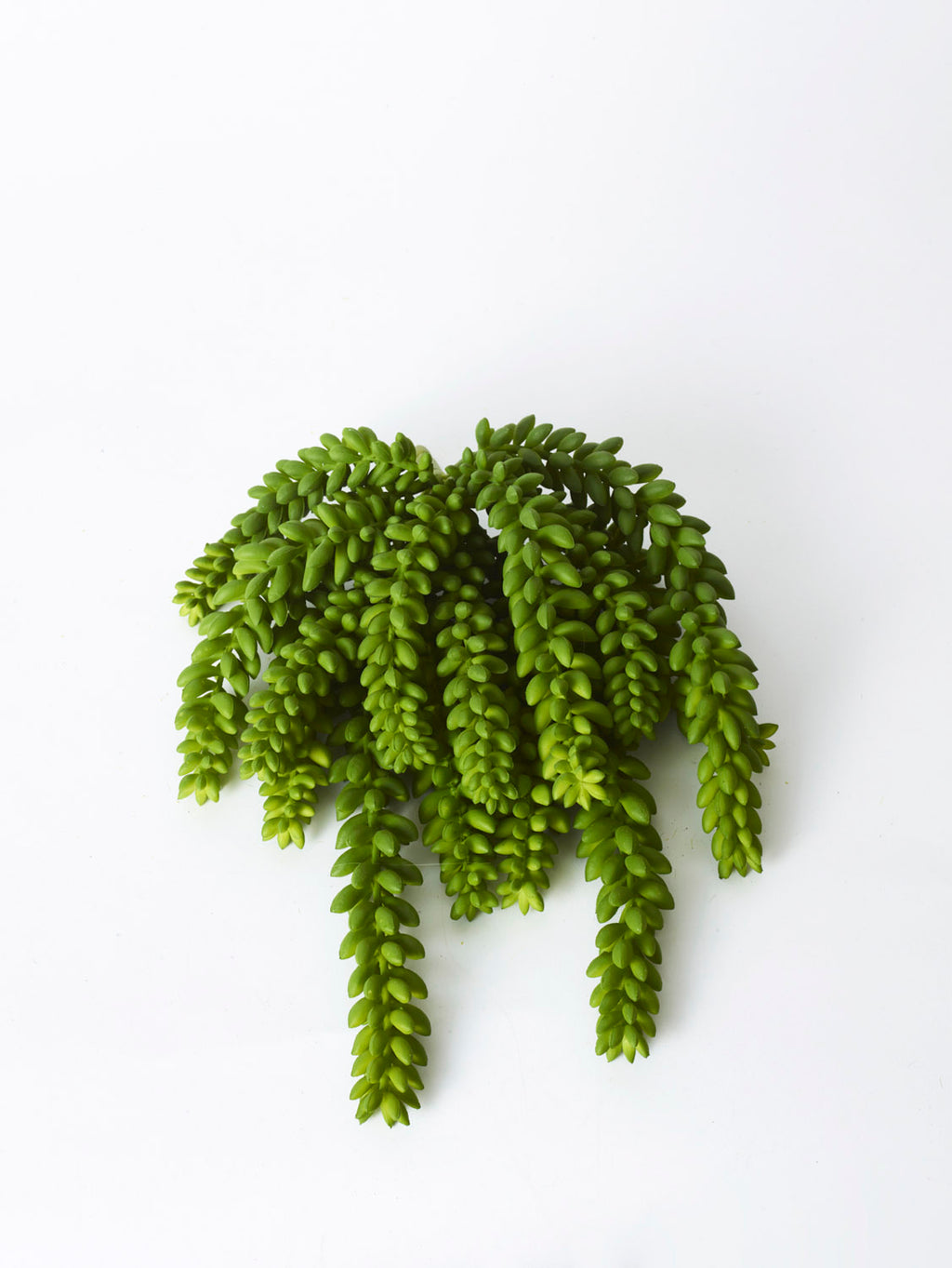 Faux Donkey Tail Potted, Green - 18 cm