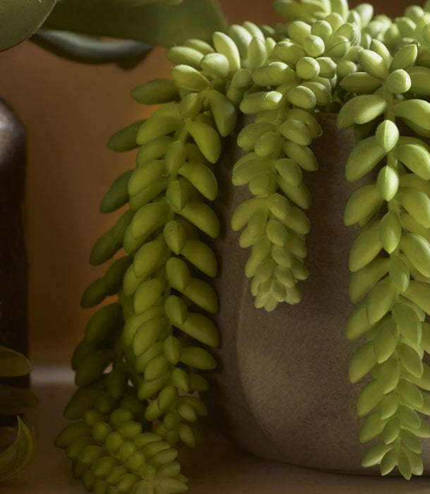 Faux Donkey Tail Potted, Green - 18 cm