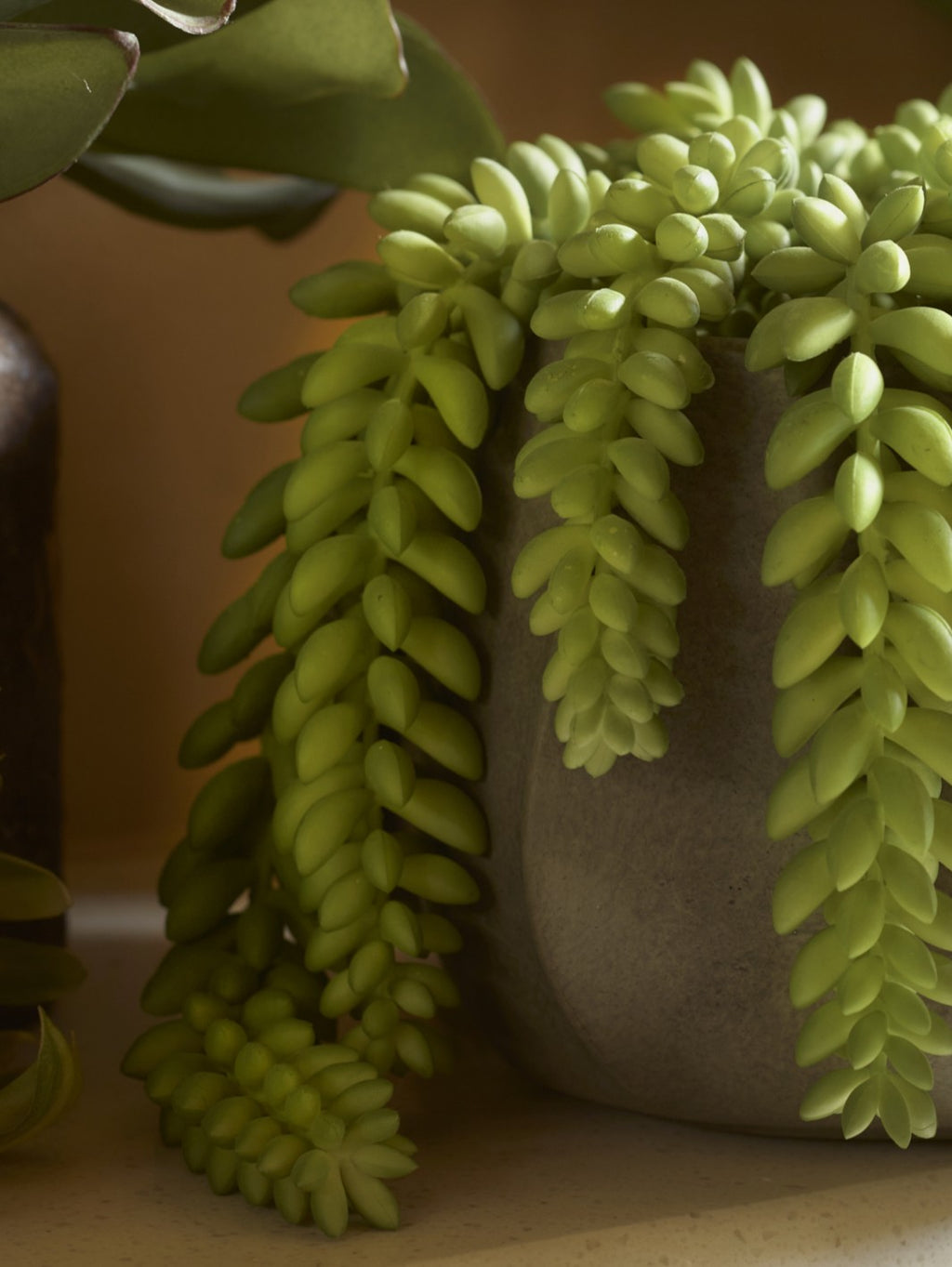 Faux Donkey Tail Potted, Green - 18 cm