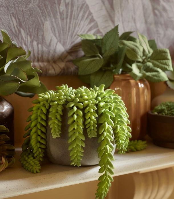 Faux Donkey Tail Potted, Green - 18 cm