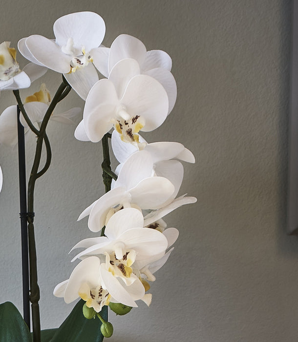 Faux Dwarf Orchid Potted, White - 35 cm