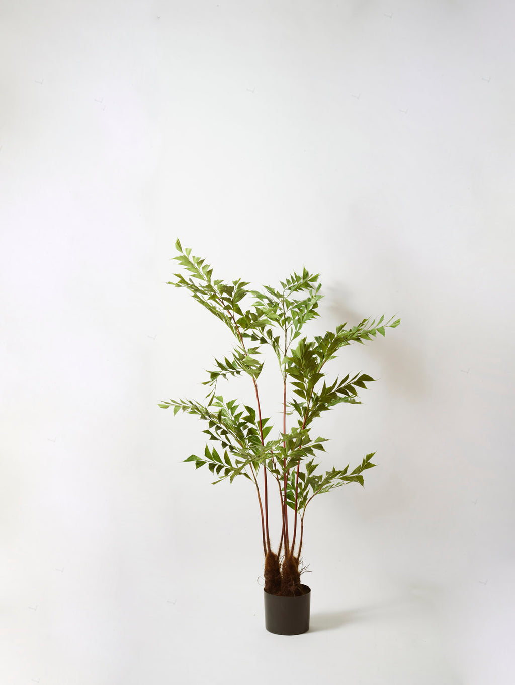 Faux Fishtail Palm, Green - 140 cm