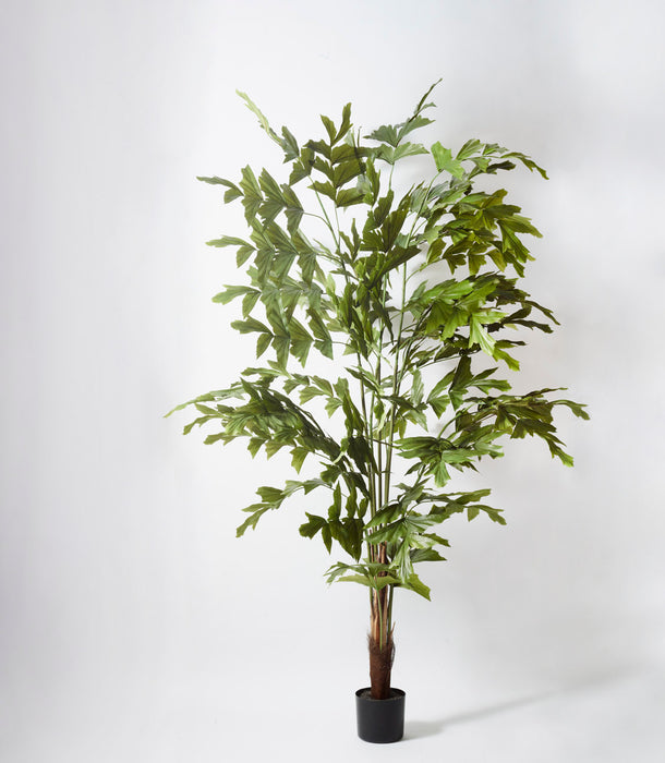 Faux Fishtail Palm, Green - 180 cm