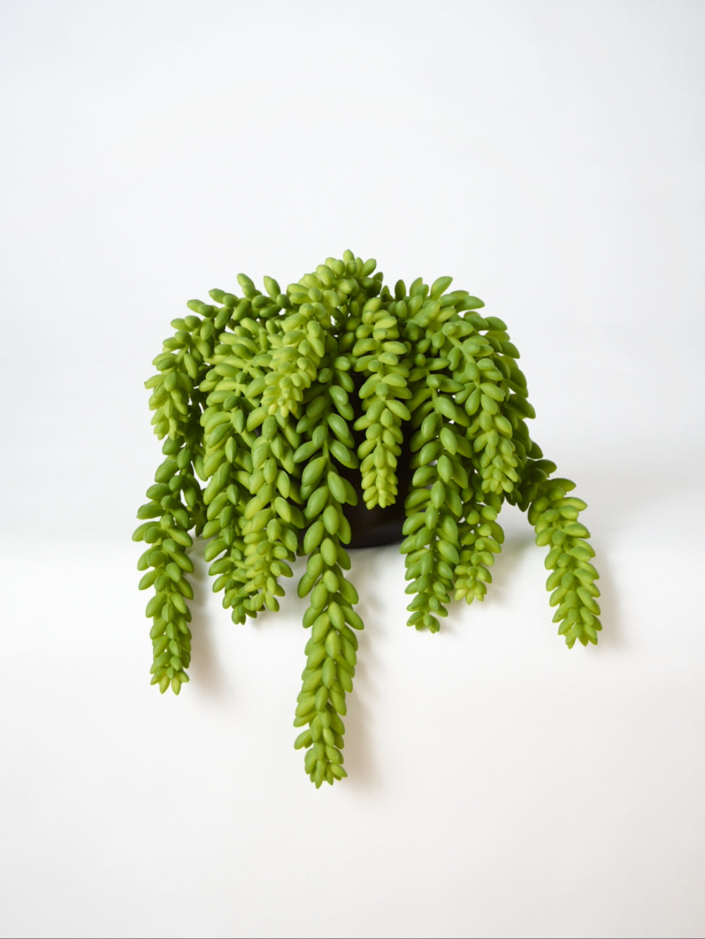 A green trailing donkey succulent plant with many narrow, bead-like leaves hanging down, potted in a small dark container against a plain white background.