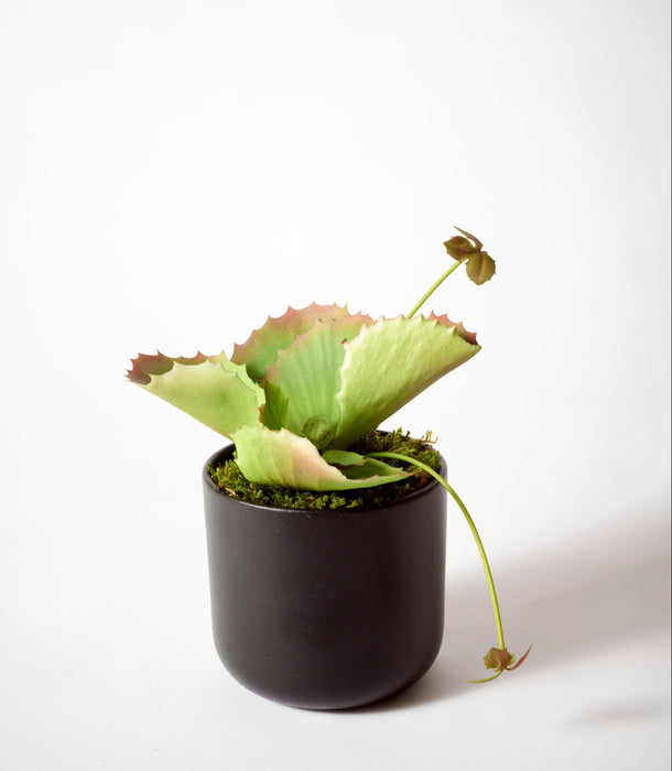 A green Kalancoe succulent plant with ruffled edges, potted in a dark matte cylindrical pot with moss, set against a plain white background.