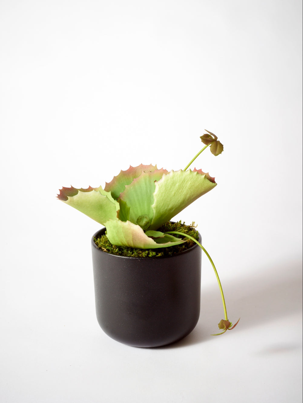 A green Kalancoe succulent plant with ruffled edges, potted in a dark matte cylindrical pot with moss, set against a plain white background.