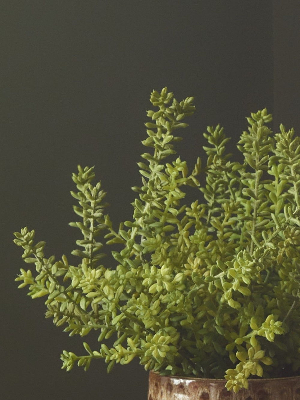 A close-up of an artificial potted sedum bush, with dense, green, branching stems in a rustic brown pot against a dark grey background.
