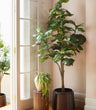 A Faux Ficus lyrata, 210 cm in a dark brown pot, standing on a wooden floor next to a cream French door, with a smaller potted trailing plant on a fluted pedestal in the background.
