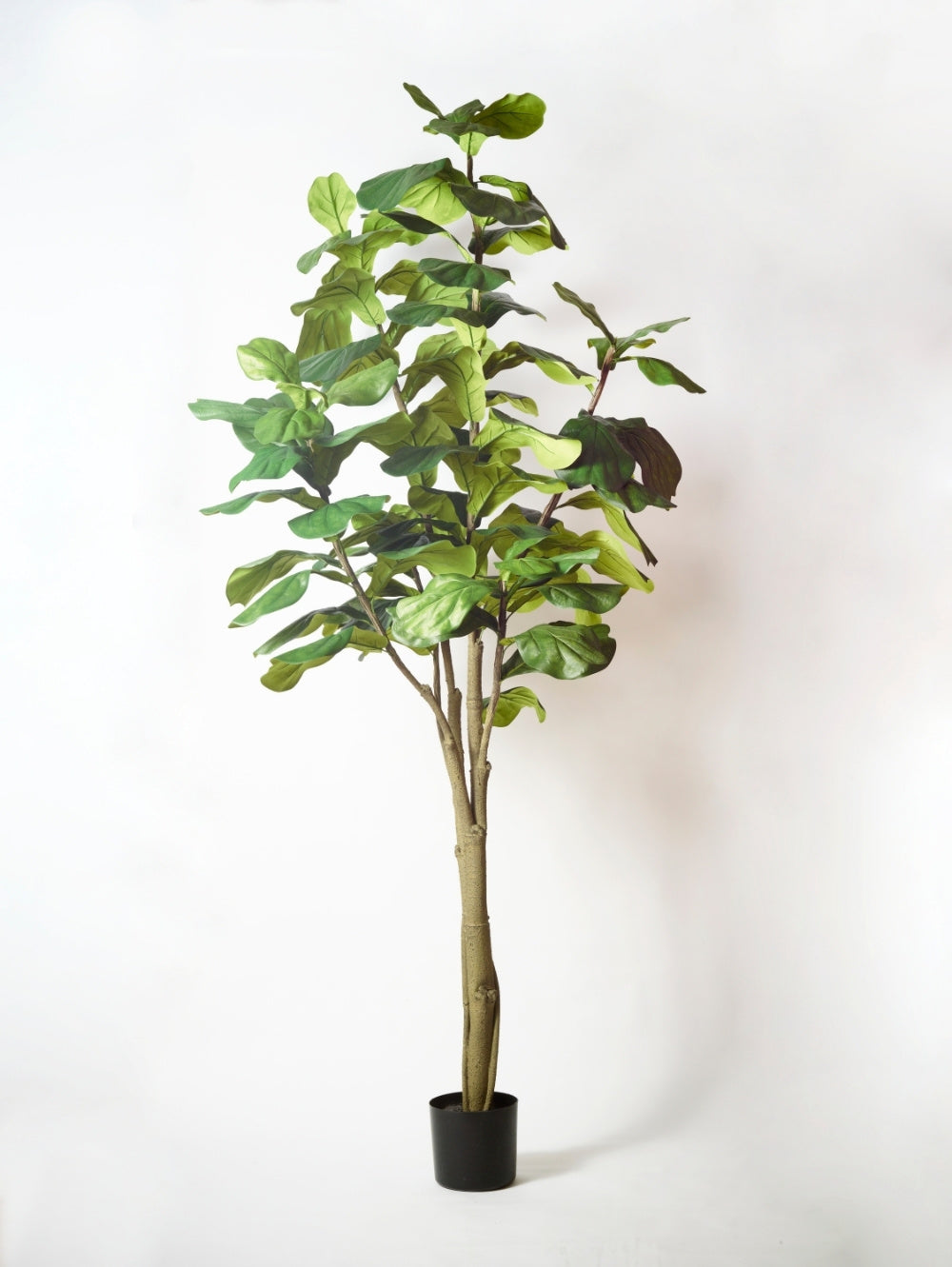 An artificial Ficus lyrata, 210 cm with green leaves and brown stems, potted in a black plastic container, set against a plain white background.