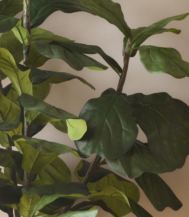 A close-up of an artificial Ficus lyrata tree's leaves with large, glossy dark green leaves and brown stems against a plain beige wall.
