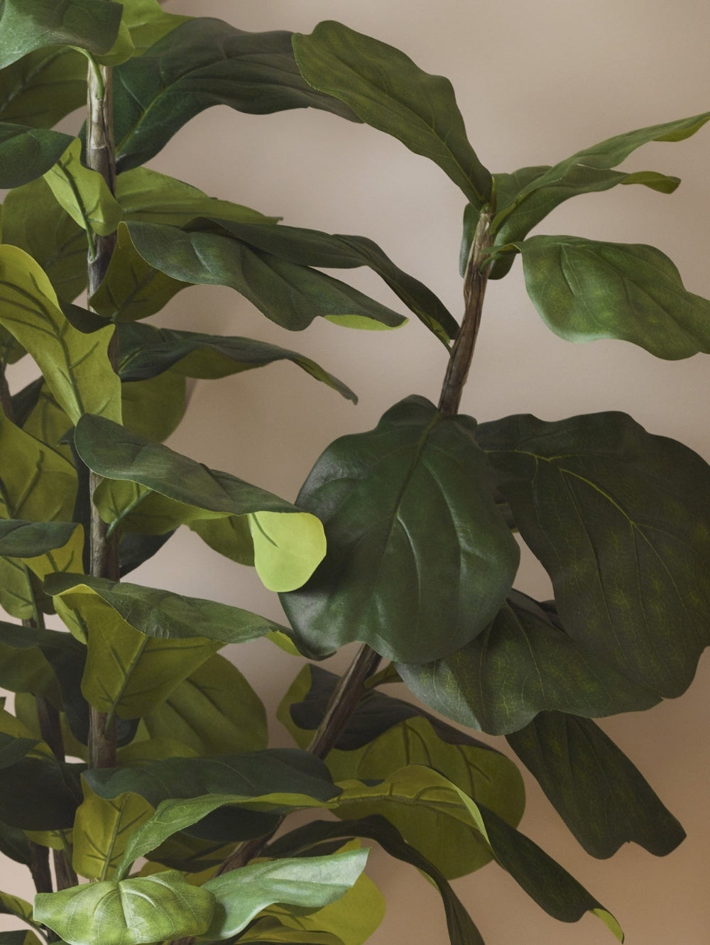 A close-up of an artificial Ficus lyrata tree's leaves with large, glossy dark green leaves and brown stems against a plain beige wall.