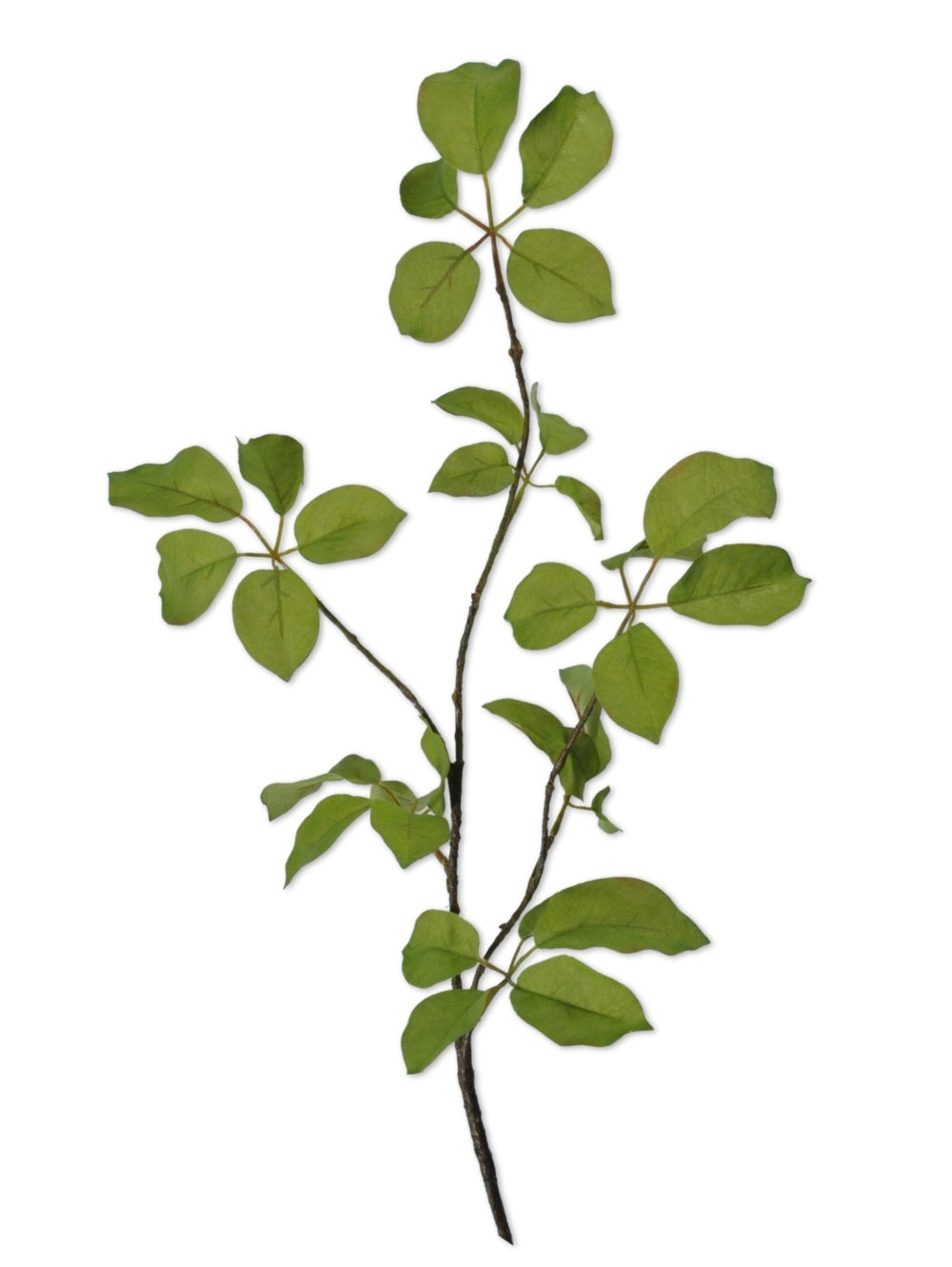 A single stem faux fruit leaf branch with bright green leaves and a brown stem, on a plain white background.