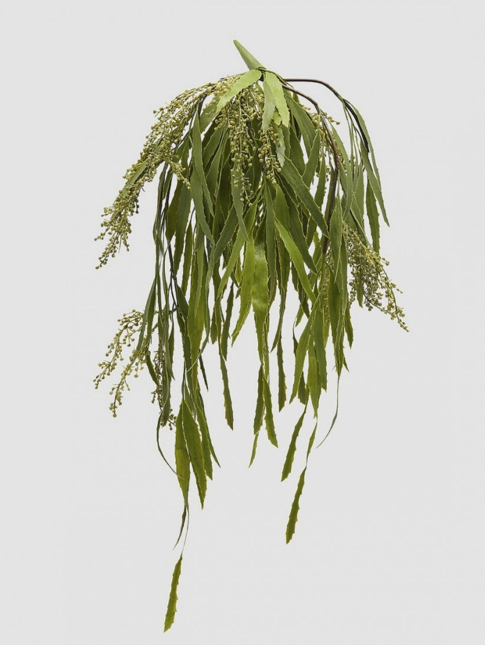 A faux trailing Berberis plant with green leaves and small yellow-green flower clusters, a botanical decorative sprig, photographed on a plain white background.