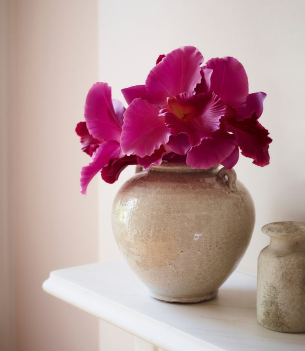A ceramic pot with a rounded Vanda Orchid in vibrant magenta, set on a white shelf against a soft beige background.