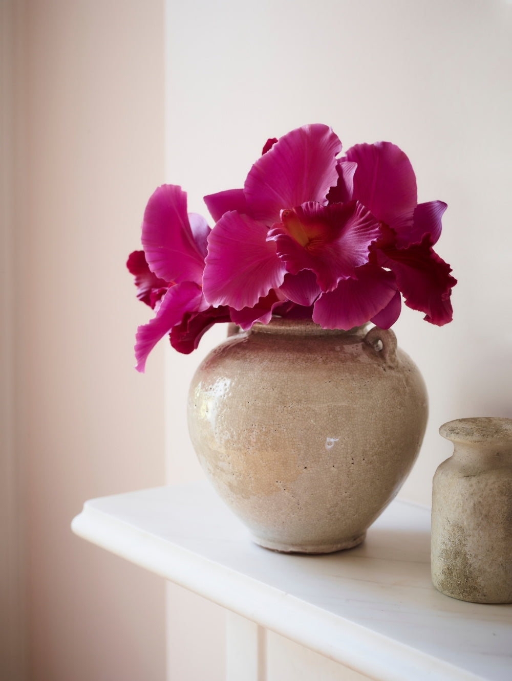 A ceramic pot with a rounded Vanda Orchid in vibrant magenta, set on a white shelf against a soft beige background.