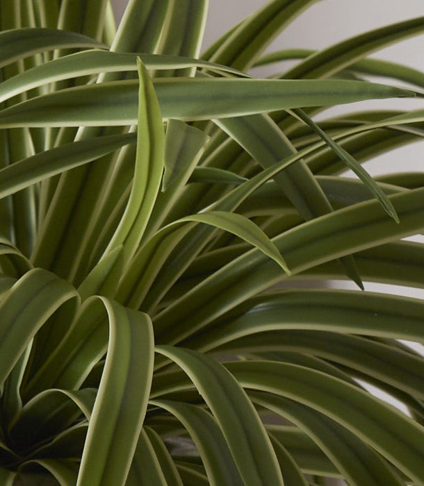 Faux Hawaiian Spider Potted, Variegated - 46 cm