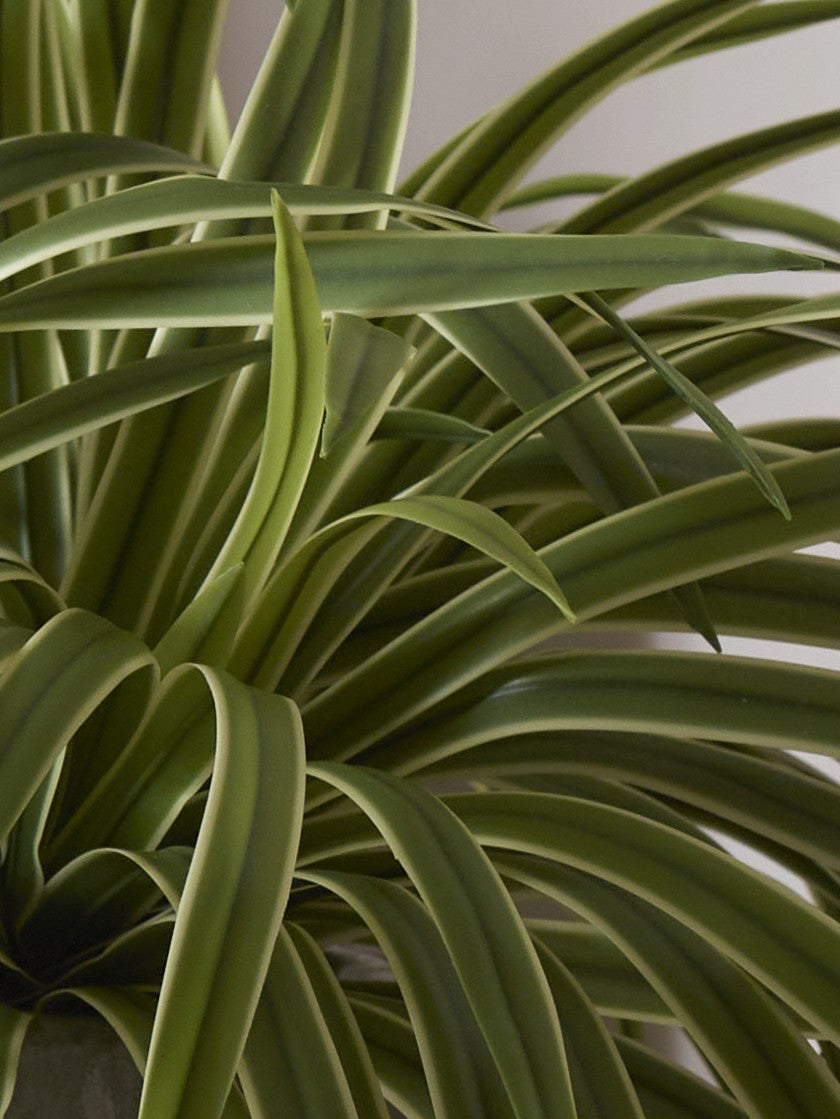 Faux Hawaiian Spider Potted, Variegated - 46 cm
