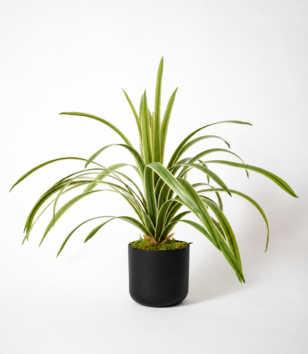A variegated spider fern plant in a matte black cylindrical pot, photographed against a seamless white studio background.