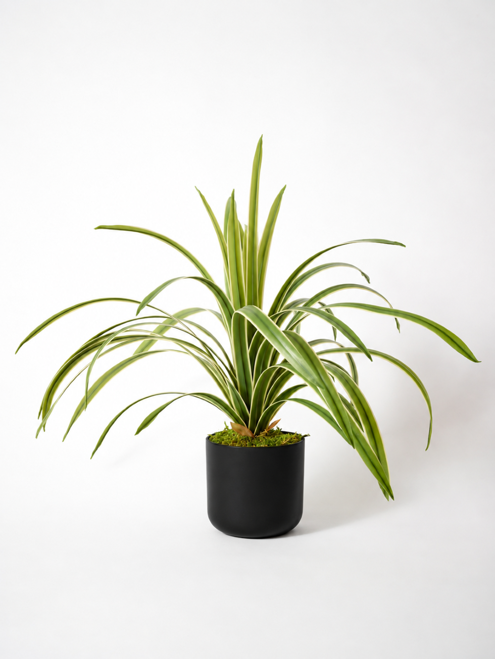 A variegated spider fern plant in a matte black cylindrical pot, photographed against a seamless white studio background.