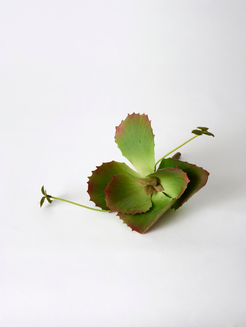 Faux Kalancoe Potted, Green - 13 cm