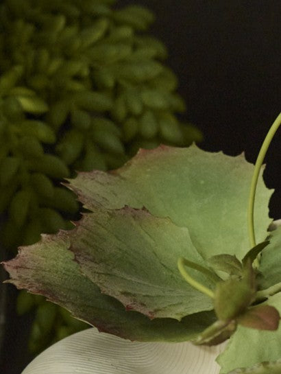 Faux Kalancoe Potted, Green - 13 cm