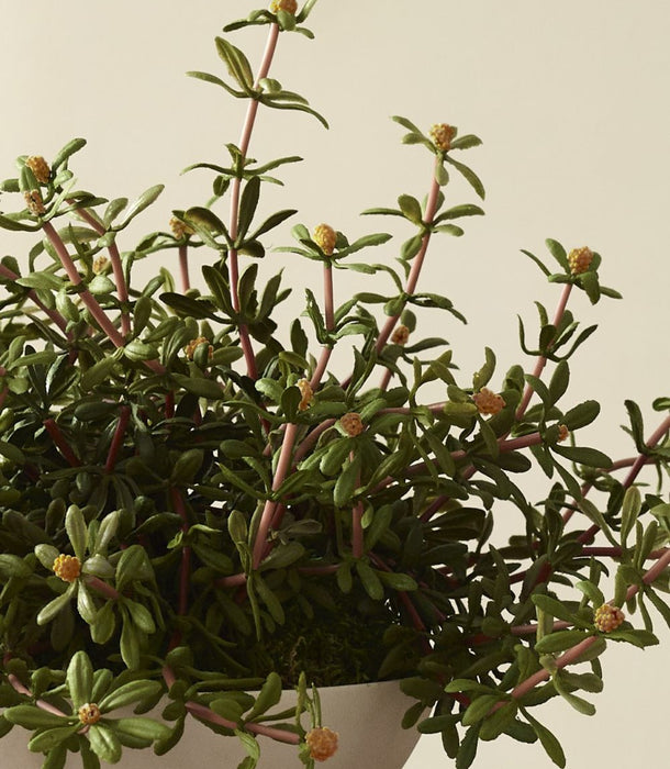 Faux Purslane potted in a Baburu bowl by 101 Copenhagen , Orange - 25 cm