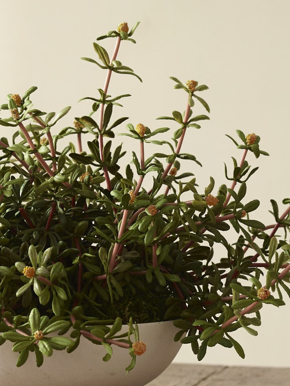 Faux Purslane potted in a Baburu bowl by 101 Copenhagen , Orange - 25 cm