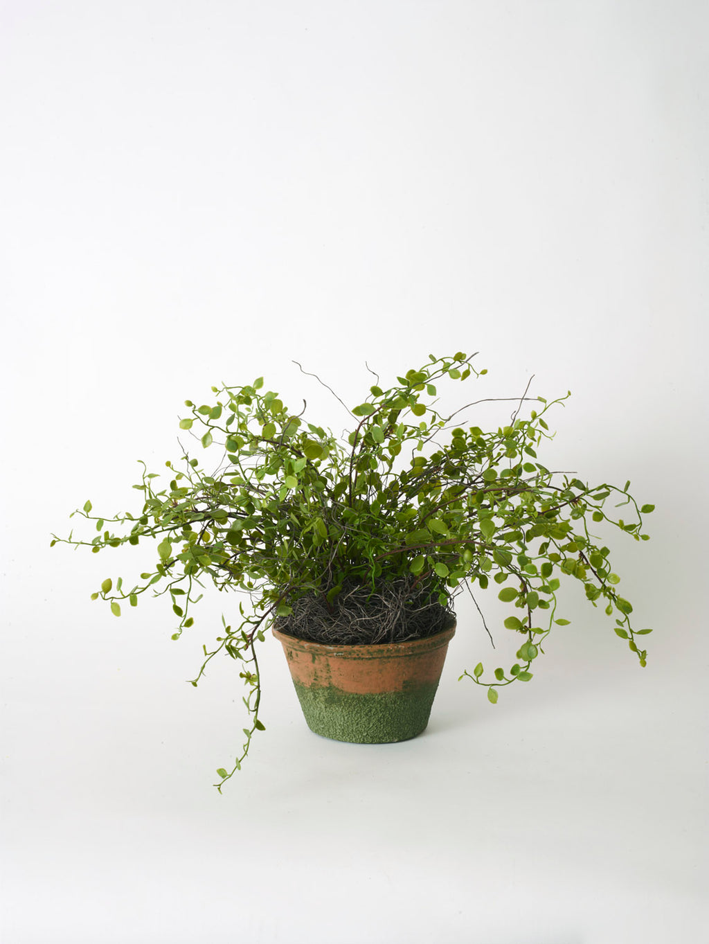 Faux Muehlenbeckia Potted, Green - 20 cm