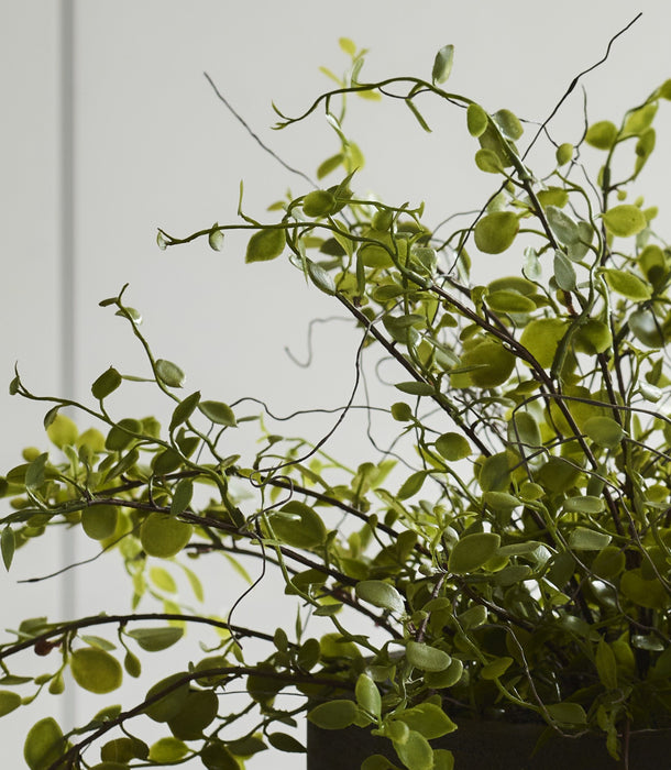Faux Muehlenbeckia Potted, Green - 20 cm